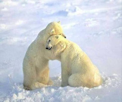 polar_bears_hug.jpg