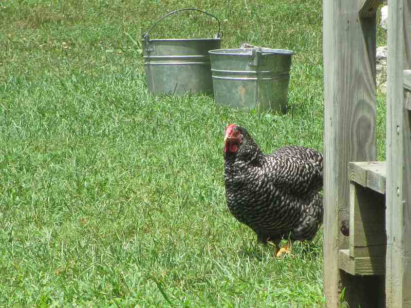 Chicken (The Homeplace LBL}
