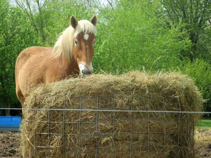 Horse and Hay