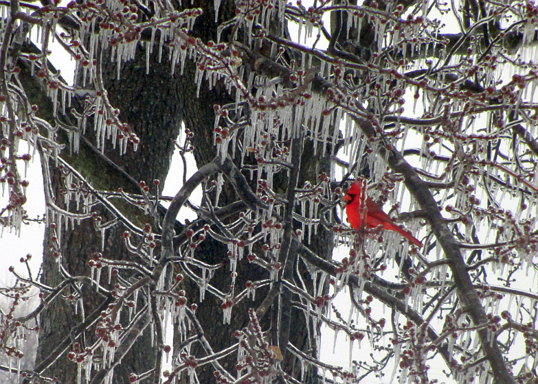 Cardinal In Ice Covered Tree 