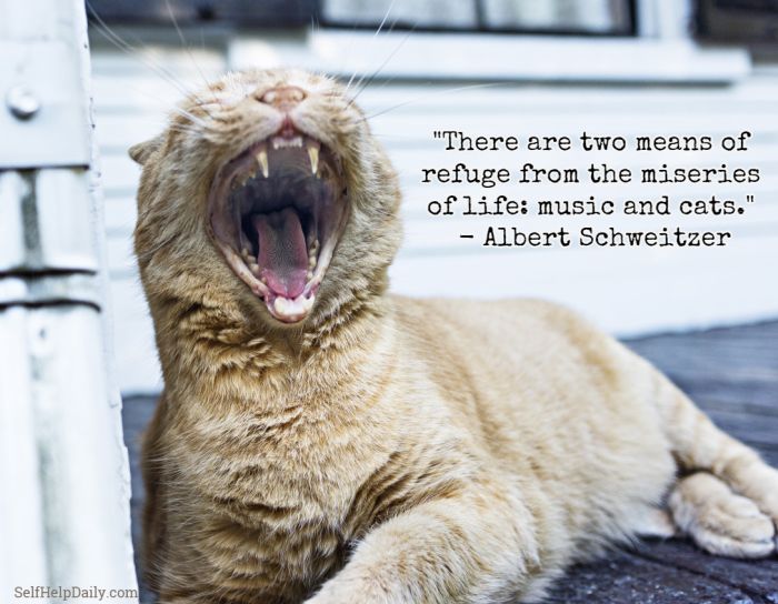 Quote About Cats and Life