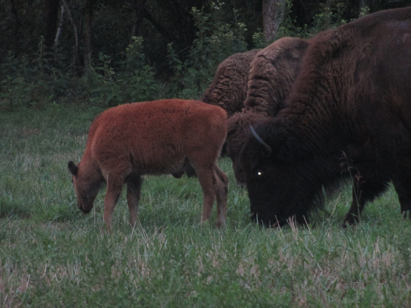 Bison at the Elk and Bison Prairie 22
