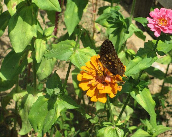Butterfly on a Zinnia