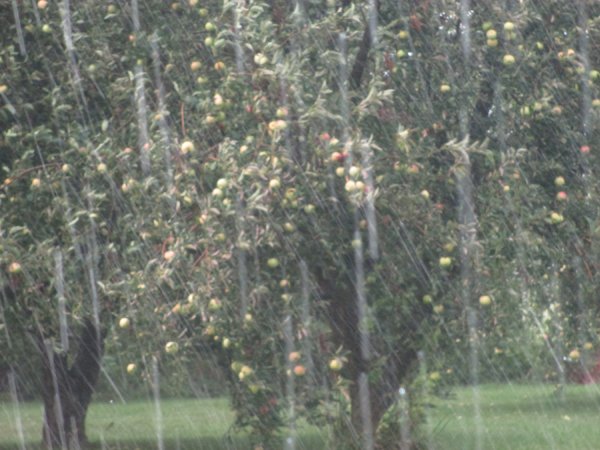 Apple Trees in the Rain