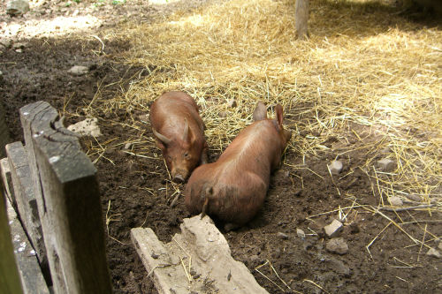 As Content as two Pigs in the Mud!