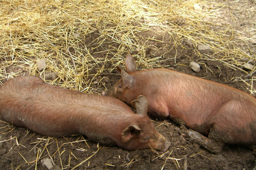 As Content as two Pigs in the Mud!